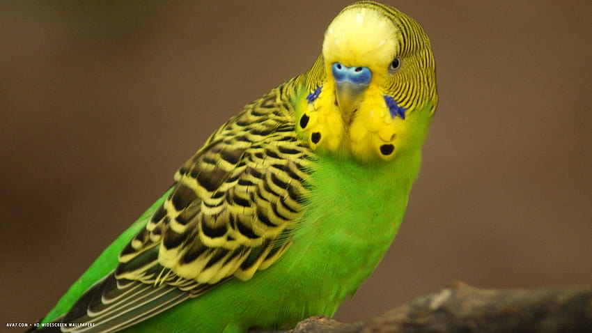 вълнисто папагалче малък папагал птица широкоекранни птици [1920x1080] за вашите, мобилни и таблетни папагали HD тапет