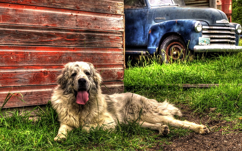 old grass dogs trucks r graphy barn vibrant farm 1680x1050 High Quality ,High Definition, farm trucks HD wallpaper