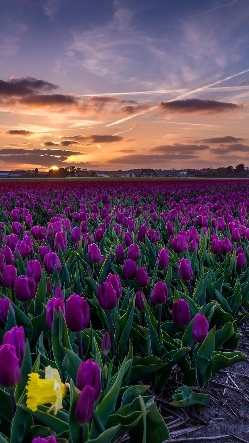1080x1920 Purple Tulips, Field, Path, Sunset for HD phone wallpaper