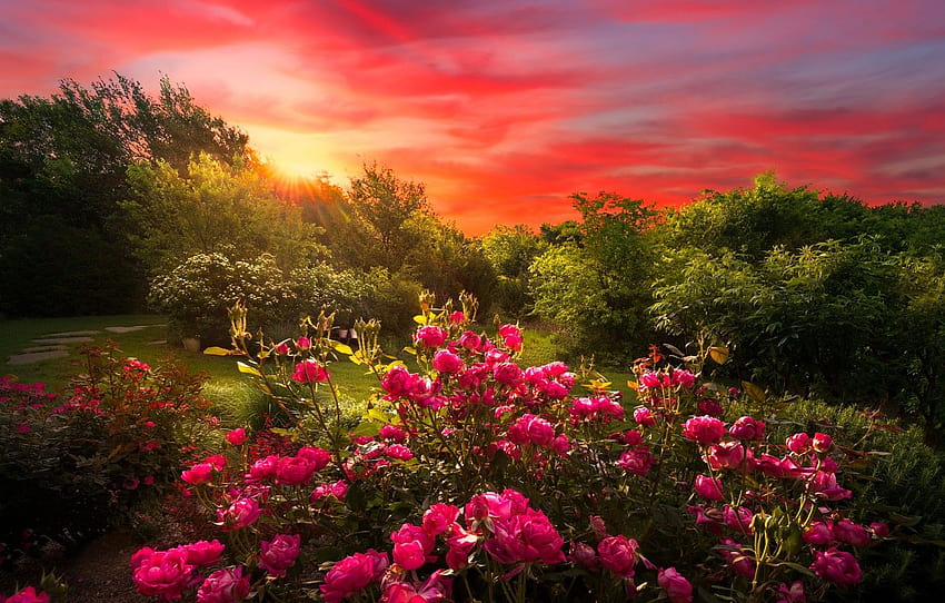 sunset, flowers, nature, roses, garden, al, the bushes, rose bush HD wallpaper