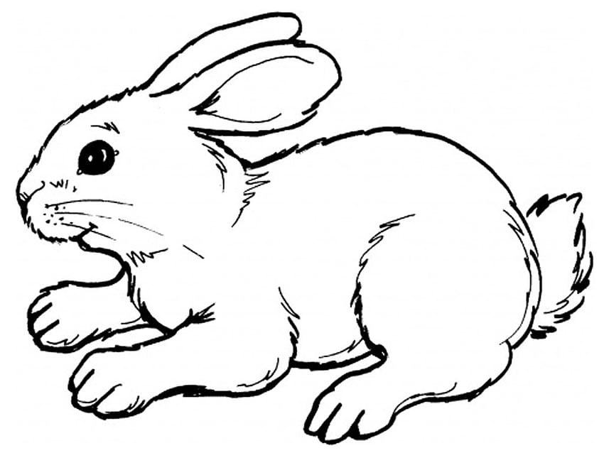 Simpatico disegno di coniglio su GetDrawings Sfondo HD