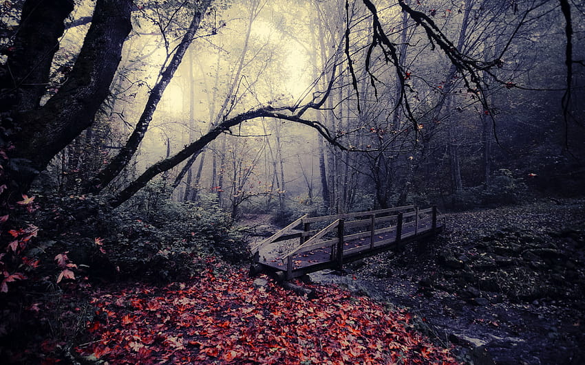 Brã¼cke Herbst Nebel Strom Blatt Wald fondo de pantalla