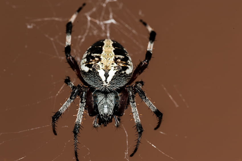 ID: 286876 / natureza macro do inseto aranha fora da teia de aranha papel de parede HD