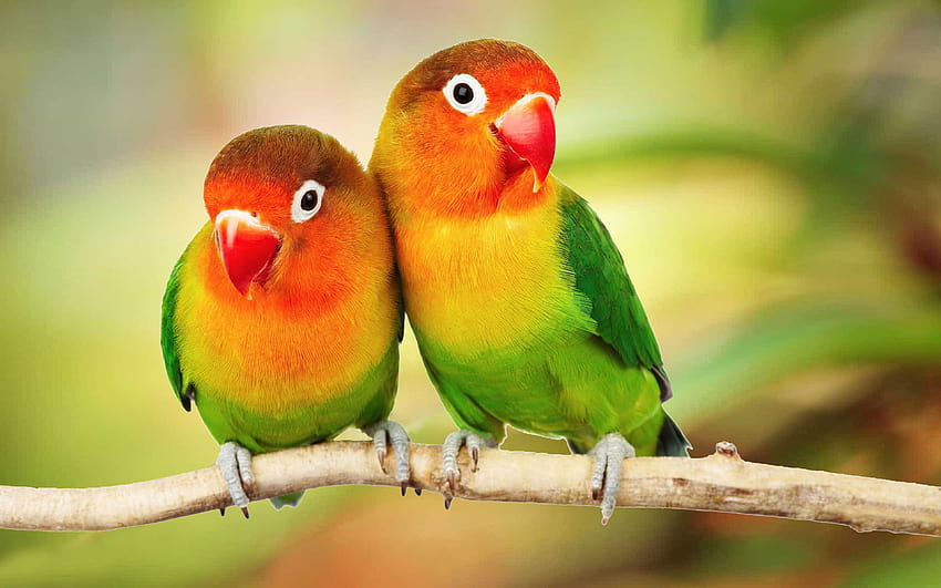 Schöne tropische Vögel Bunte Papageien lieben Vögel Papageien auf Zweig Ultra 1610 Hintergründe für PC & Mac Laptop Tablet Handy: 13 HD-Hintergrundbild
