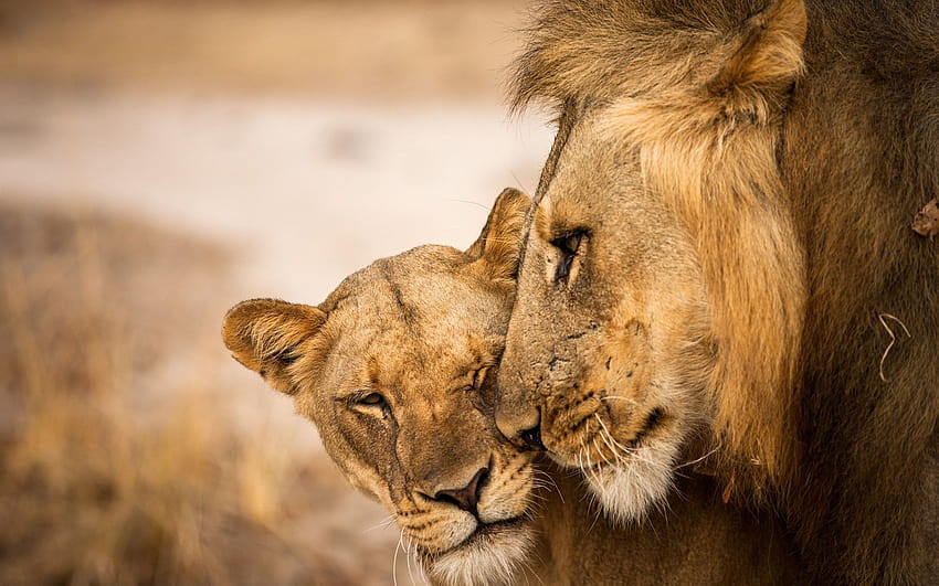 Lioness, lion love HD wallpaper