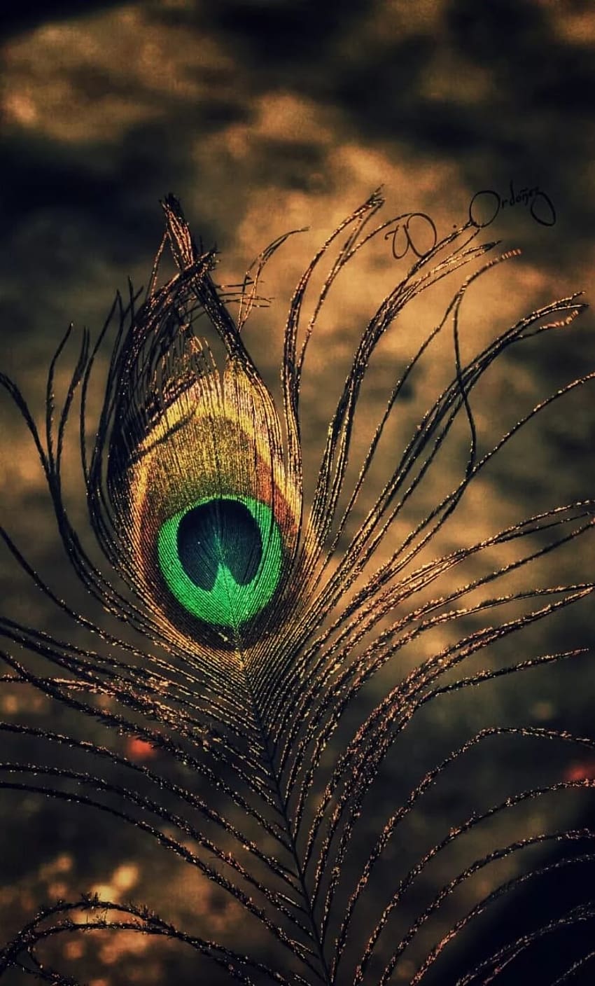 peacock feather HD phone wallpaper