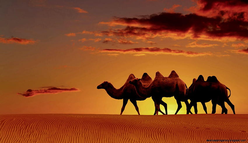 Arabian Desert Oasis Sunset HD wallpaper