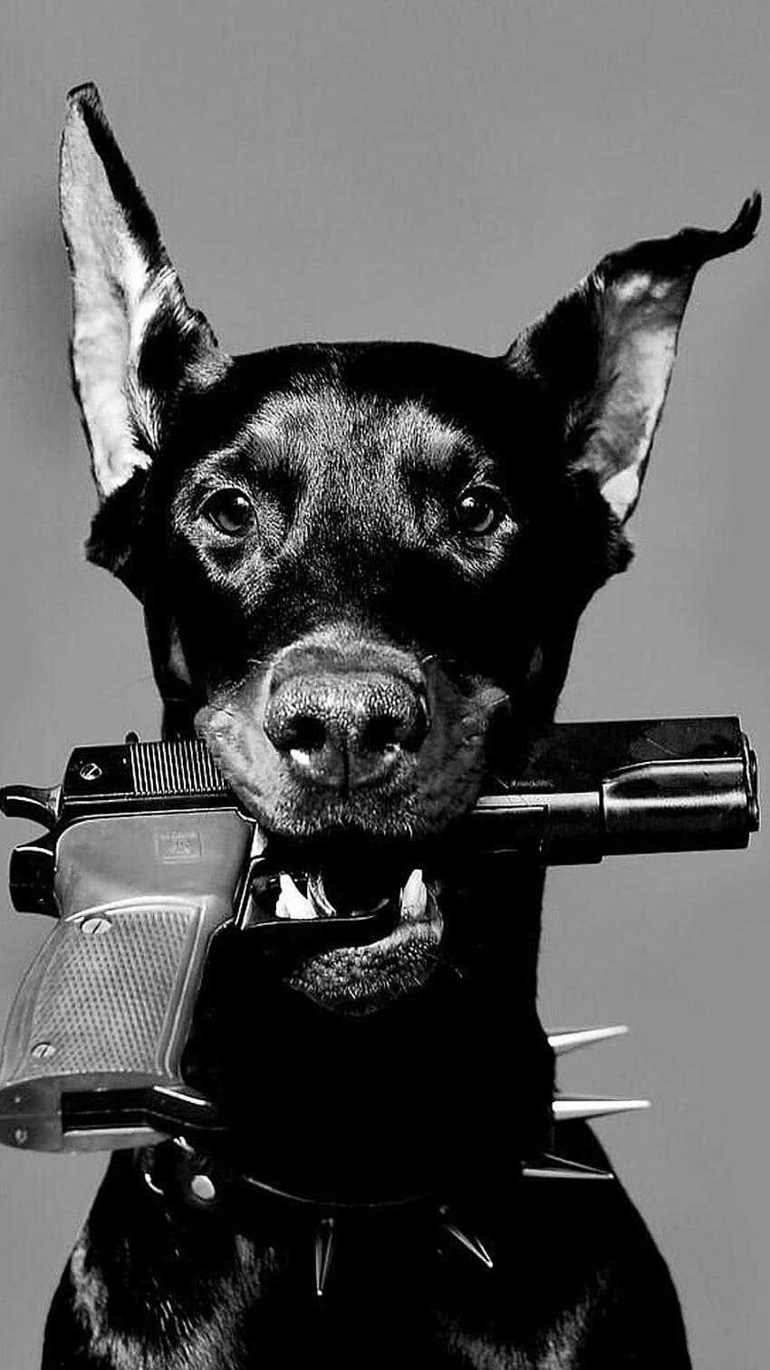 Dobermann mit Gewehr HD-Handy-Hintergrundbild