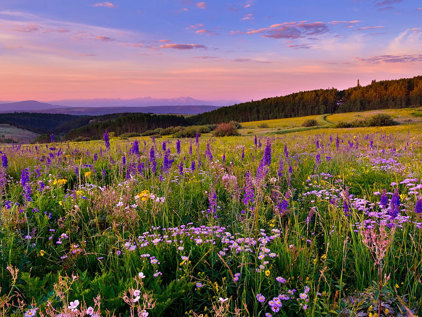 Dataran Tinggi Sungai Putih, Colorado, bunga, padang rumput Wallpaper HD