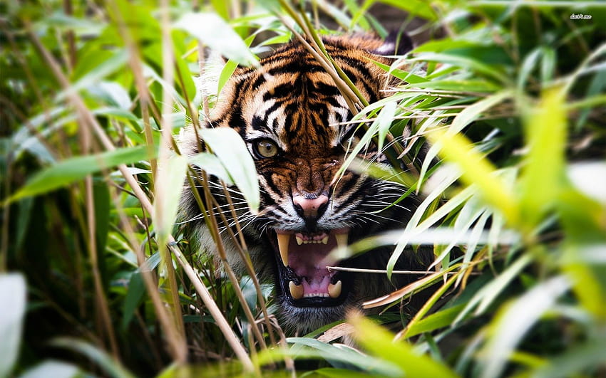 Harimau Mengaum Di Hutan Wallpaper HD