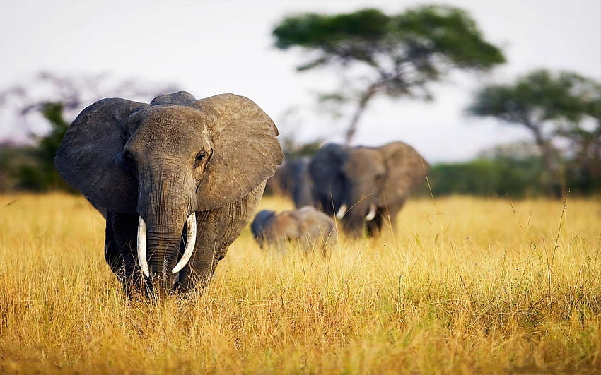 Geny słonia – walka z rakiem, światowy dzień słonia Tapeta HD