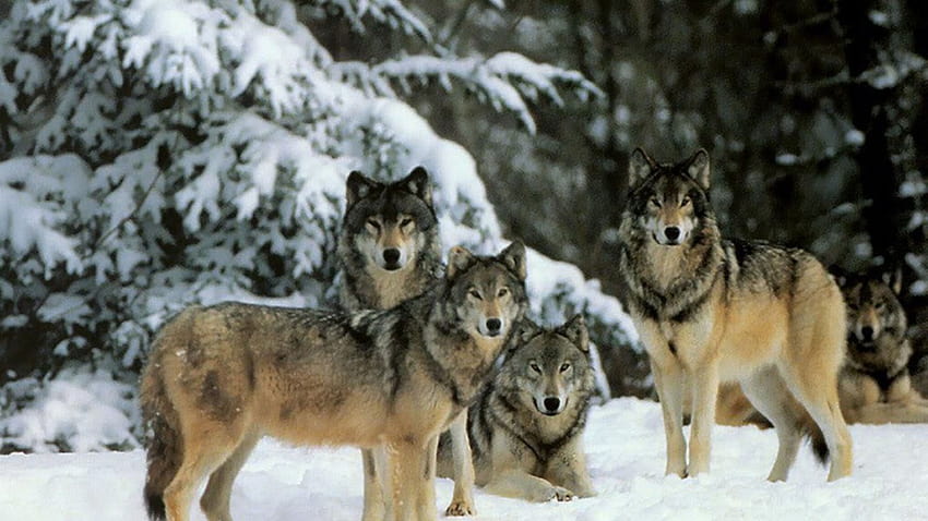 5 manada de lobos, familia de lobos fondo de pantalla | Pxfuel