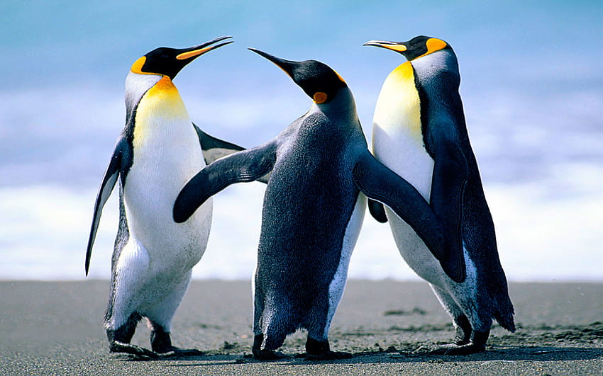 Pinguim-imperador em alta resolução papel de parede HD