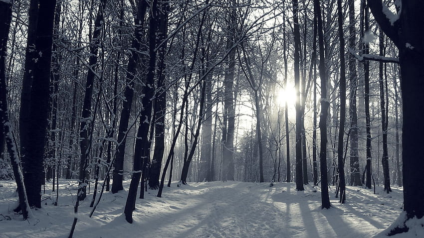 Snowy Winter Forest 1920x1080 1064989 [1920x1080] for your , Mobile & Tablet, depressing winter HD wallpaper
