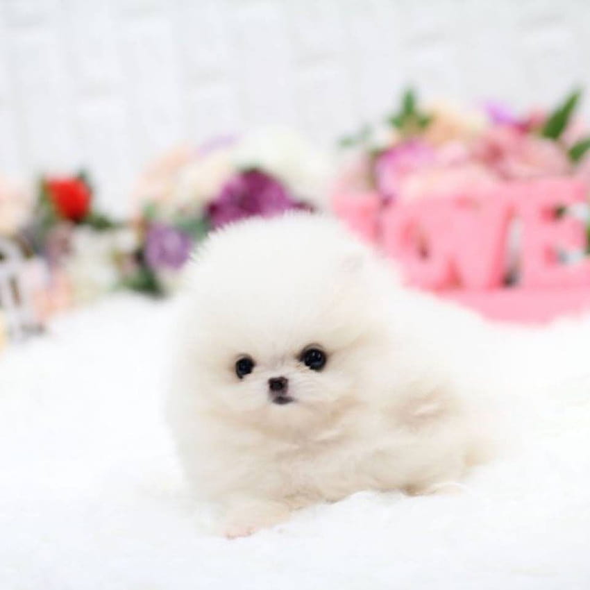 Ballerina White Tiny Teacup Pomeranian Tiny Teacup Pups Cutest Micro Tiny Teacup Pomerani… wallpaper ponsel HD