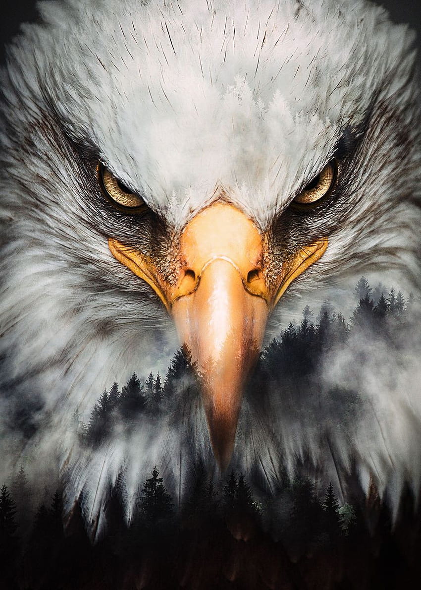 โปสเตอร์ Bald Eagle' โดย Kilo Byte นกอินทรีขี้โมโห วอลล์เปเปอร์โทรศัพท์ HD