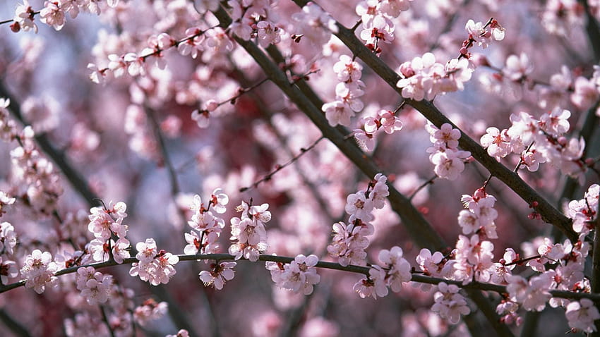 Sakura 1920×1080, sakura trees aesthetic ps4 HD wallpaper