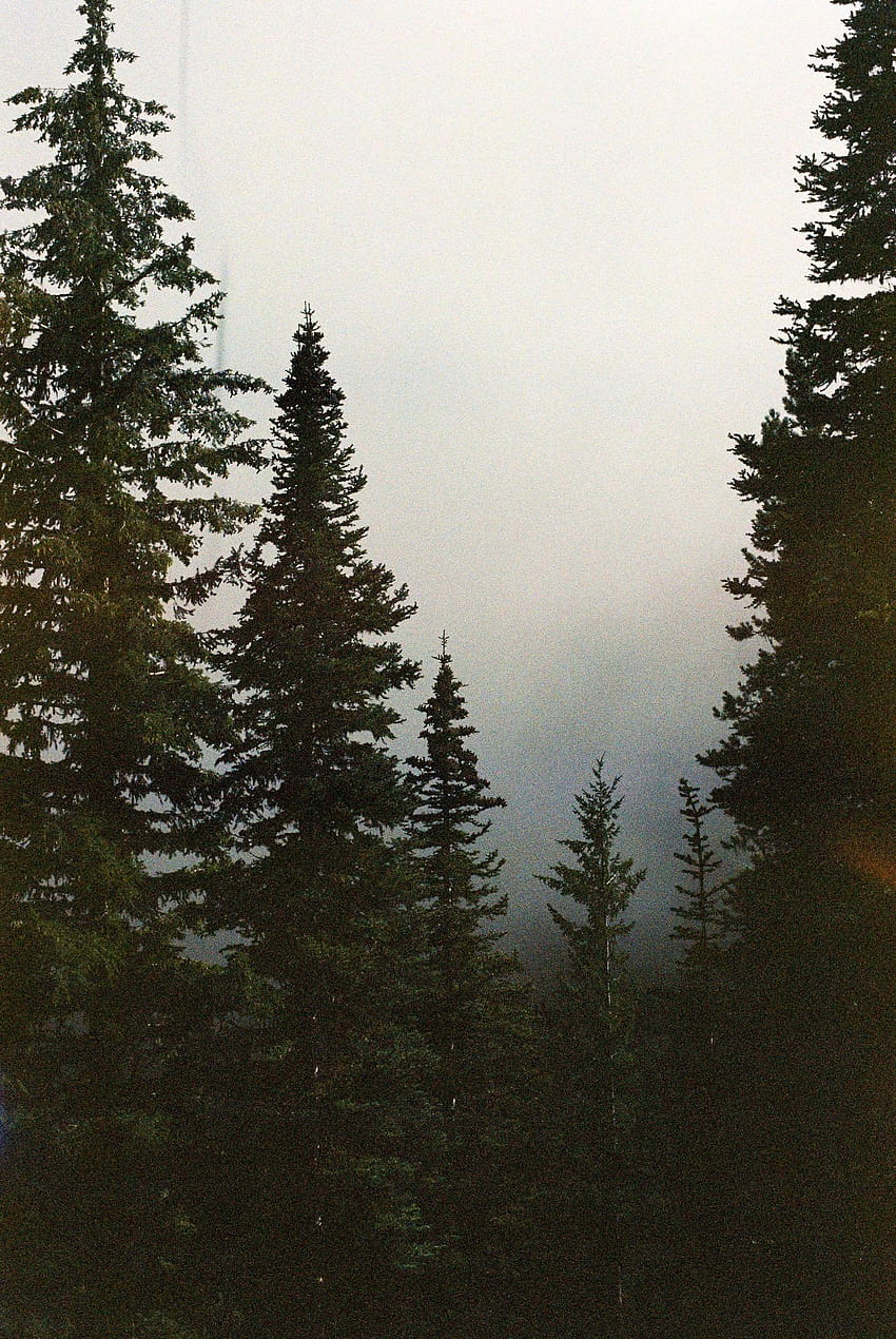Twin Peaks im Jahr 2019, Twin Peaks iPhone HD-Handy-Hintergrundbild