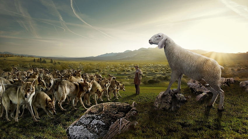 Sheep in Parallel Universe / and Mobile Backgrounds HD wallpaper
