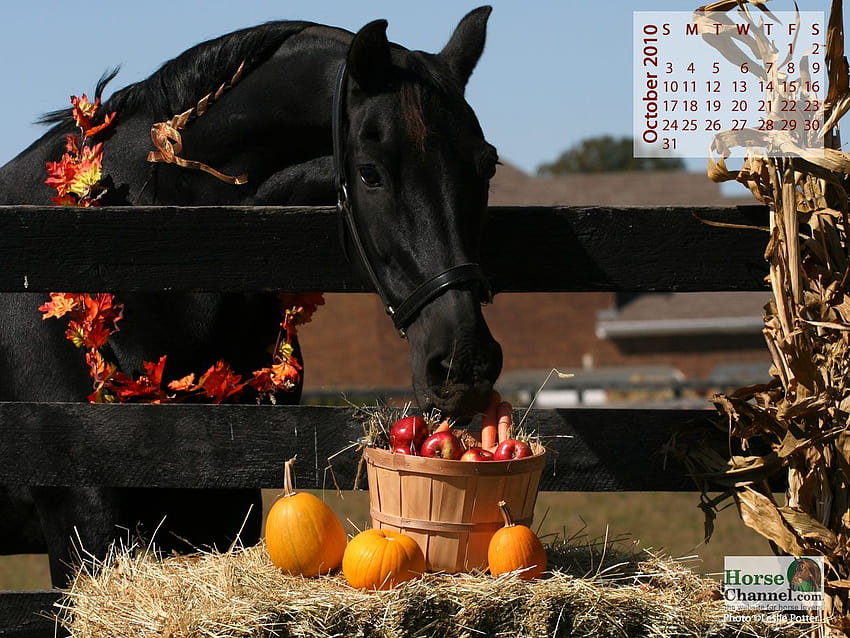 Horse Calendar – Horse Illustrated, october horse HD wallpaper | Pxfuel