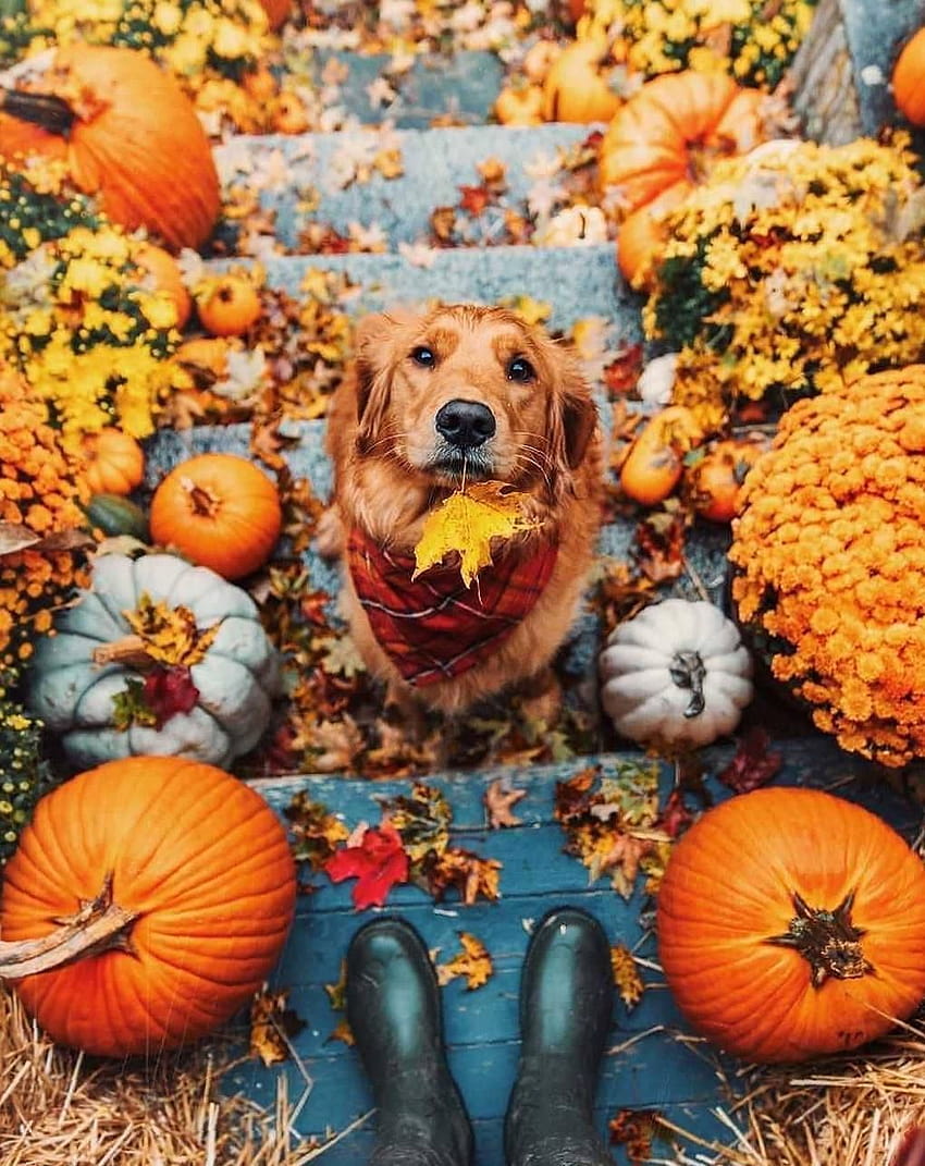 Pin on Vet stuff, thanksgiving animal HD phone wallpaper