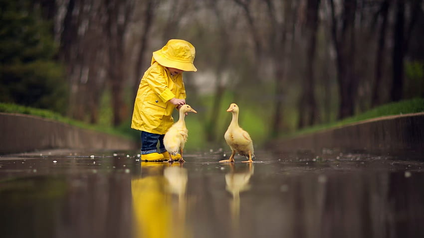 Duckling, boy computer yellow HD wallpaper