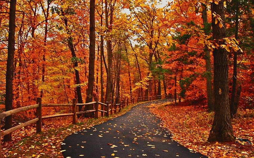 Estrada de outono Caminho tranquilo para caminhada Incrível Floresta Laranja, lindo caminho de outono papel de parede HD