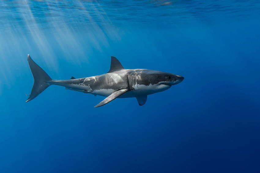 Great white shark : HD wallpaper