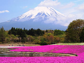 Best Flower Festivals in the Northwest