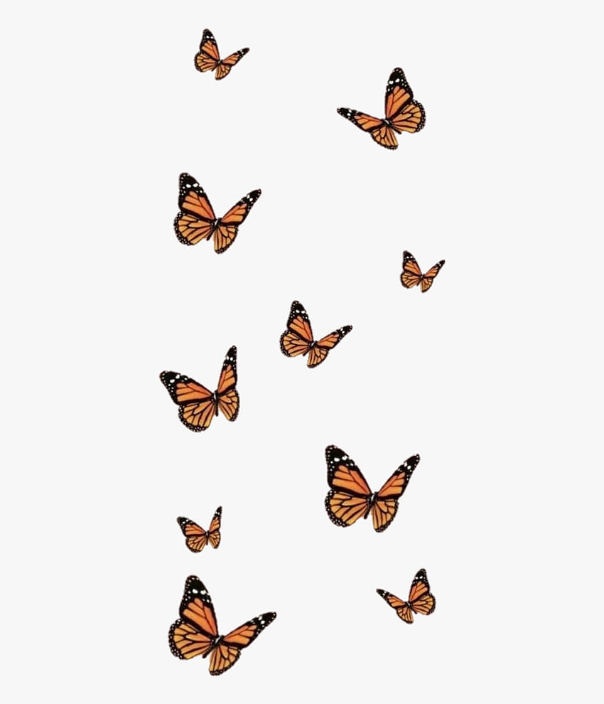 Transparent Butterfly, brown aesthetic butterfly HD phone wallpaper