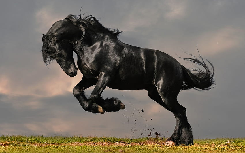 Black horse standing up on two hooves, black horse autumn HD wallpaper