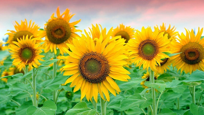 Flowers: Field Yellow Sunflowers Petals Plants, field of sunflowers HD wallpaper