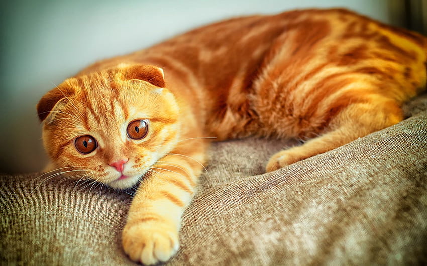 Portrait Plays Paw Red Cat, 오렌지 얼룩무늬 고양이 HD 월페이퍼
