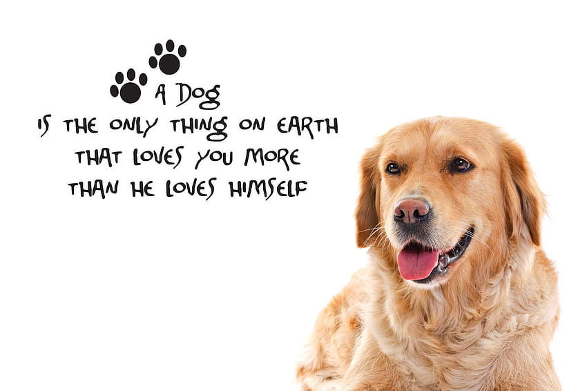 Elegant Dog Love Quotes and Sayings, dog lover HD wallpaper | Pxfuel