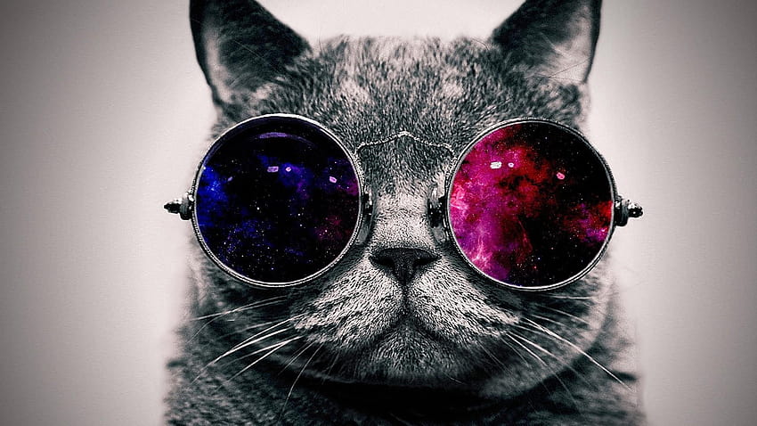 Katze mit Sonnenbrille HD-Hintergrundbild