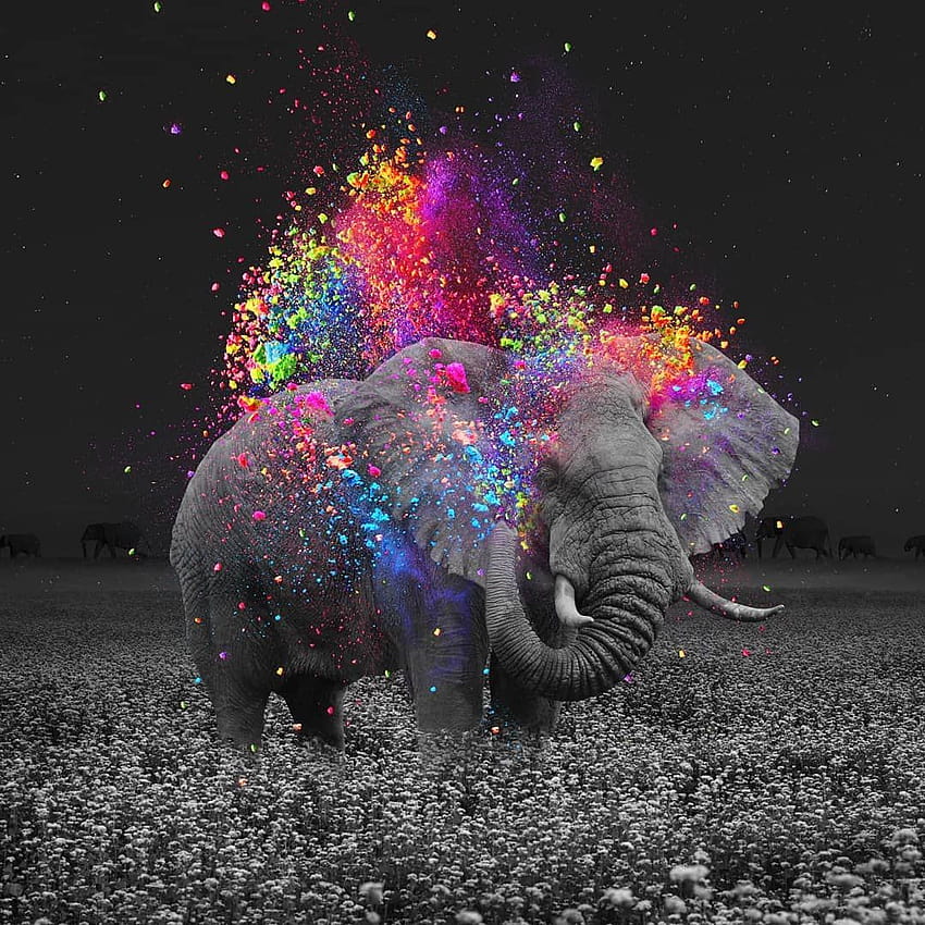 Colorful Elephant Top Colorful Elephant [1080x1080] for your , Mobile & Tablet, cute elephant aesthetic HD phone wallpaper