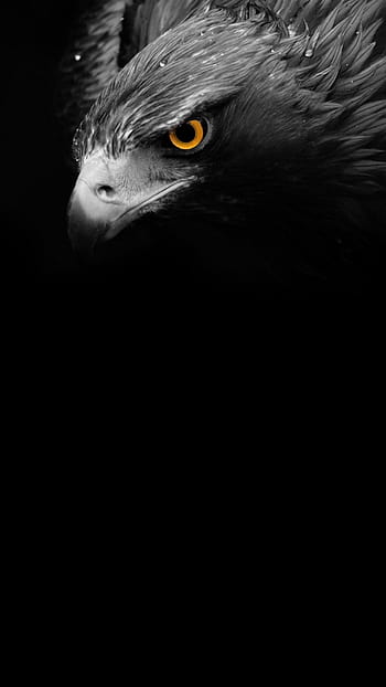 desktop wallpaper amoled animal black eagle thumbnail