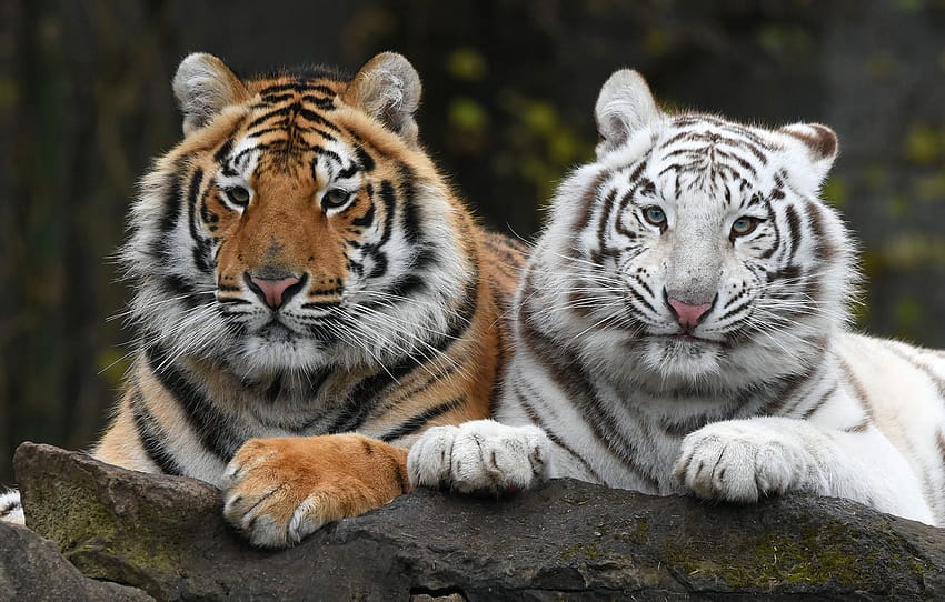 blanco, mira, tigre, el oscuro, retrato, pareja, retrato de tigre fondo de pantalla