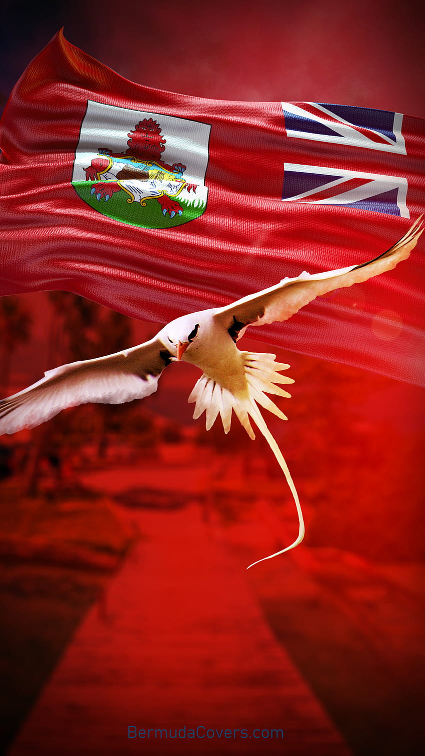 Wednesday: Bermuda Longtail & Flag, bermuda flag HD phone wallpaper