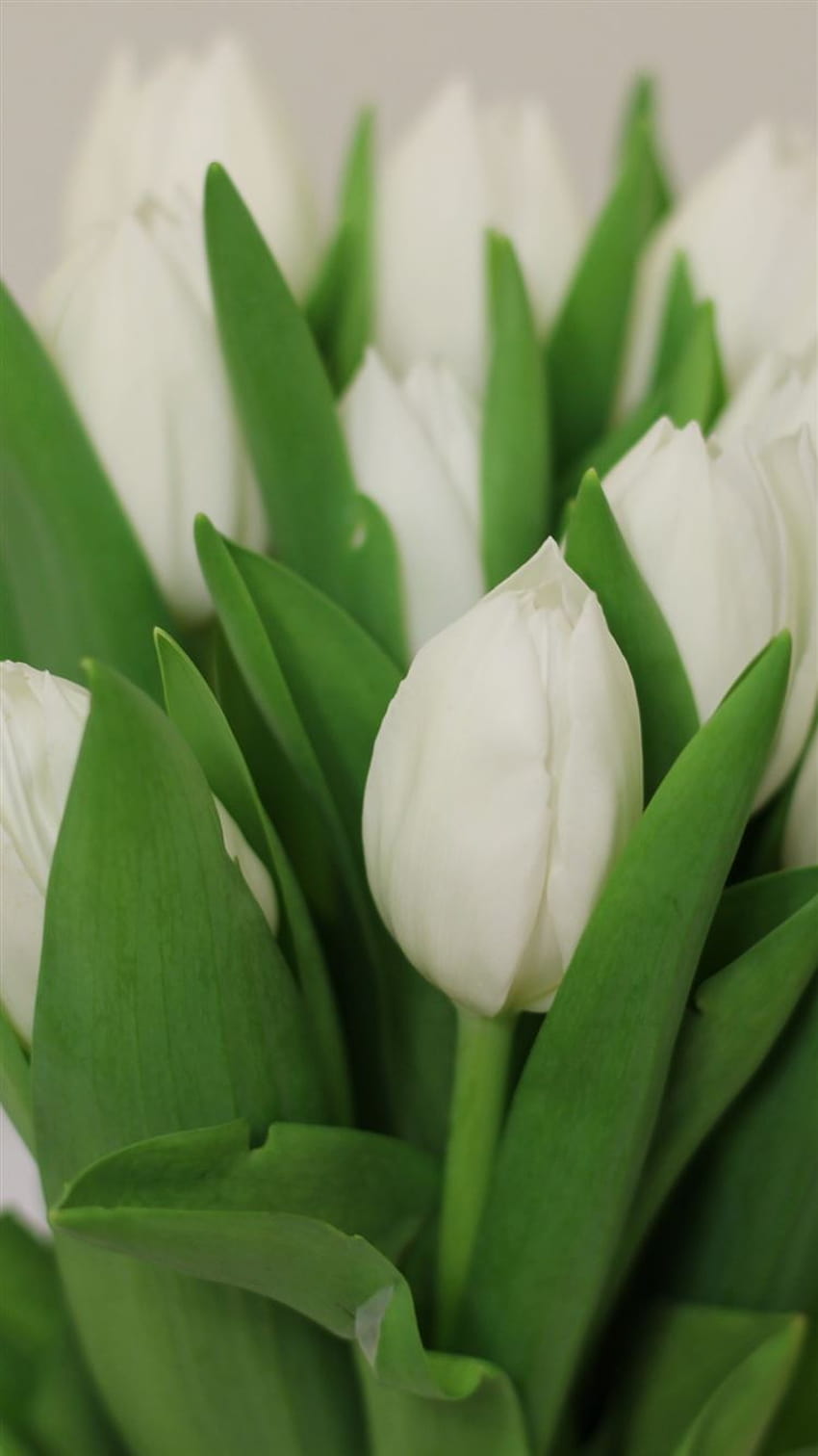 Buquê de flores de tulipas iPhone 8 branco, tulipas brancas Papel de parede de celular HD