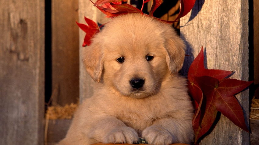 cute golden retriever, easter puppies and dogs HD wallpaper