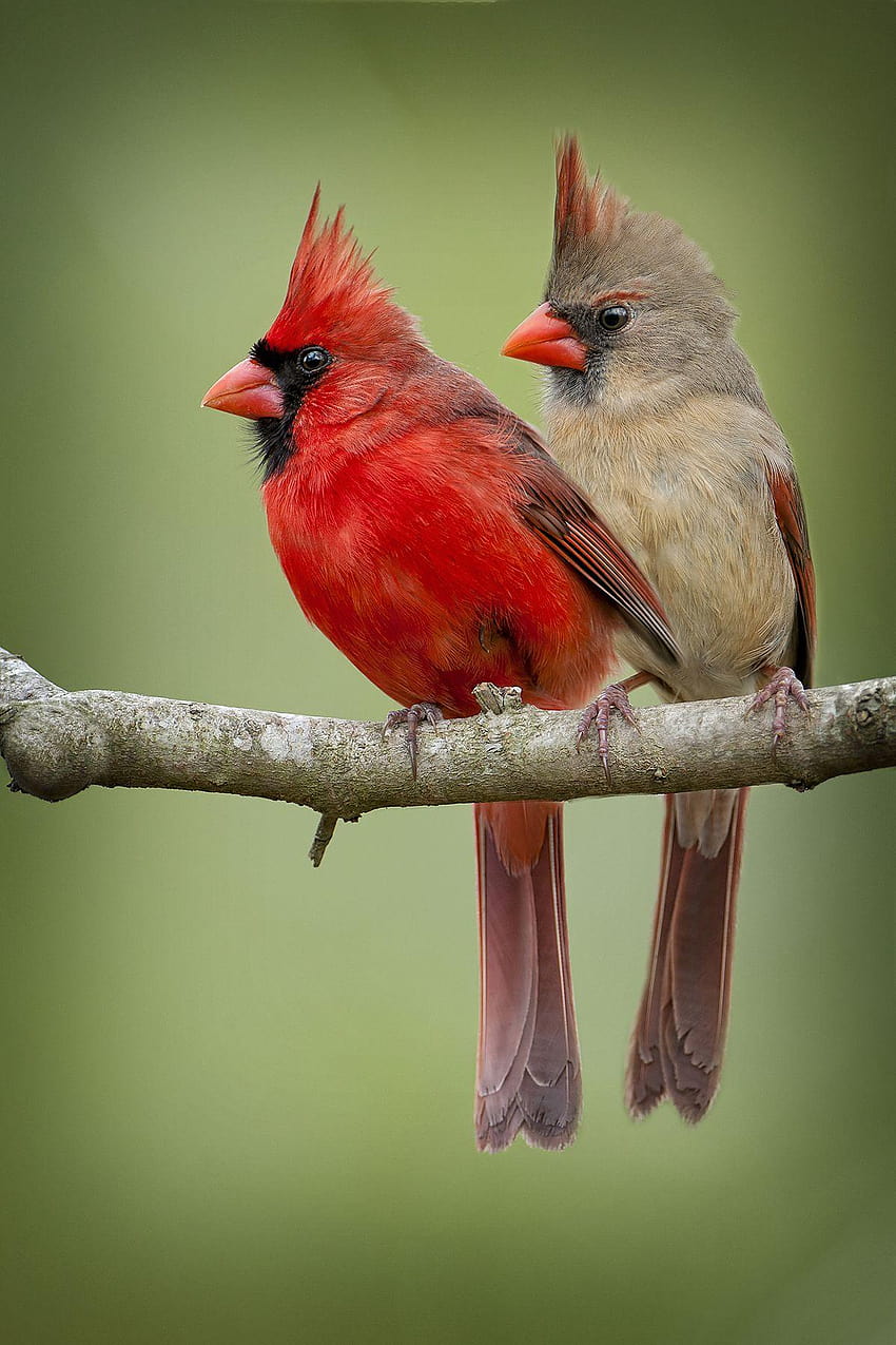 female cardinals birds, pied northern cardinal HD phone wallpaper