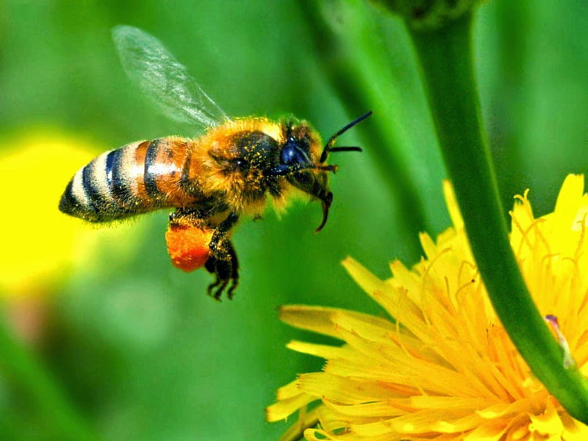 honey bee HD wallpaper