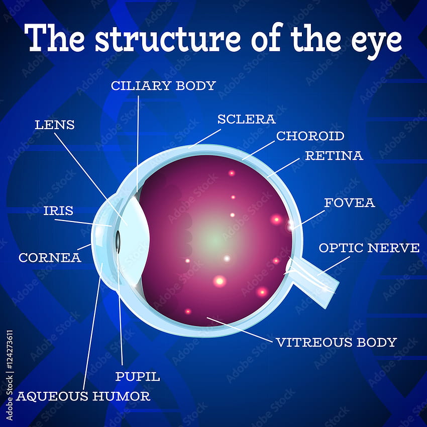 Estructura de la anatomía del ojo humano. Manual médico para la clínica de oftalmología, ilustración vectorial. Iris, pupila, lente, nervio, mácula, retina, córnea en la cadena de ADN azul para la clínica óptica. Infografía médica Vector de stock fondo de pantalla del teléfono