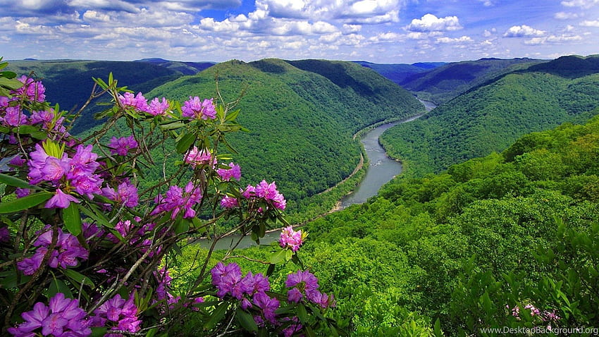 Rzeka, Kwiaty, USA, Wzgórze, Wiosna, Wirginia Zachodnia, Wąwóz ... Tła, USA wiosna Tapeta HD