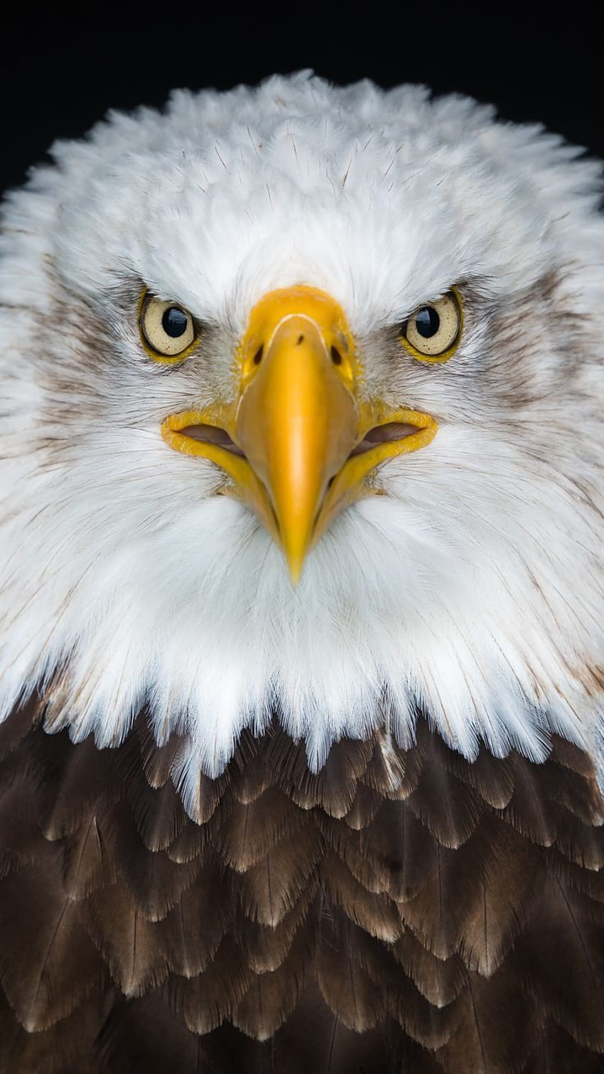 √ 11 tipos de águilas en el mundo con impresionante cara de águila fondo de  pantalla del teléfono | Pxfuel