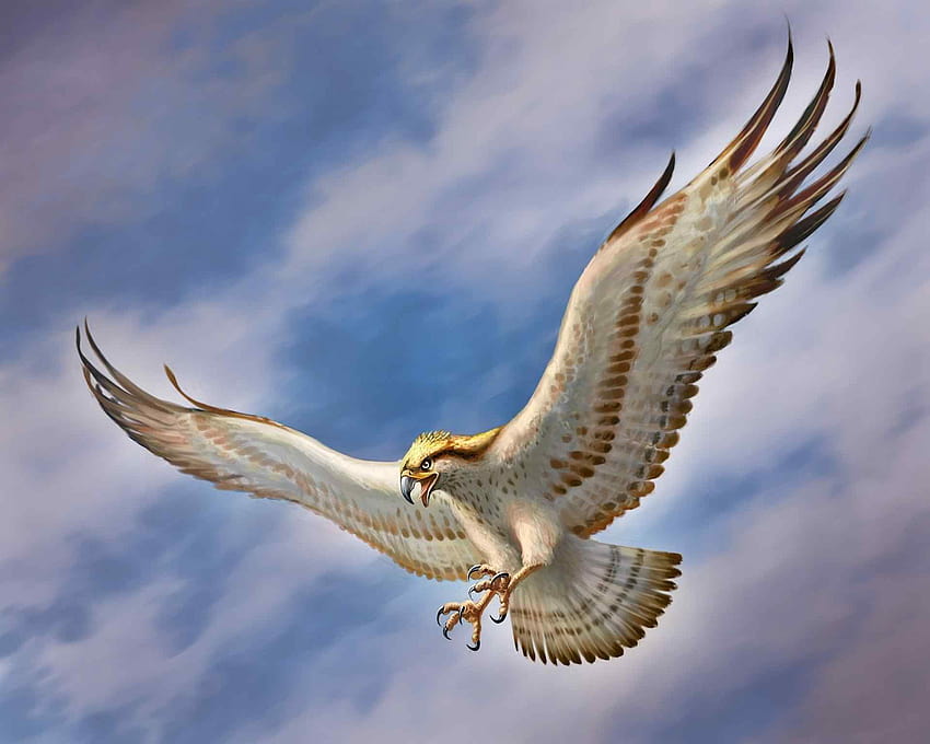 Águia voadora, fundos de águias papel de parede HD
