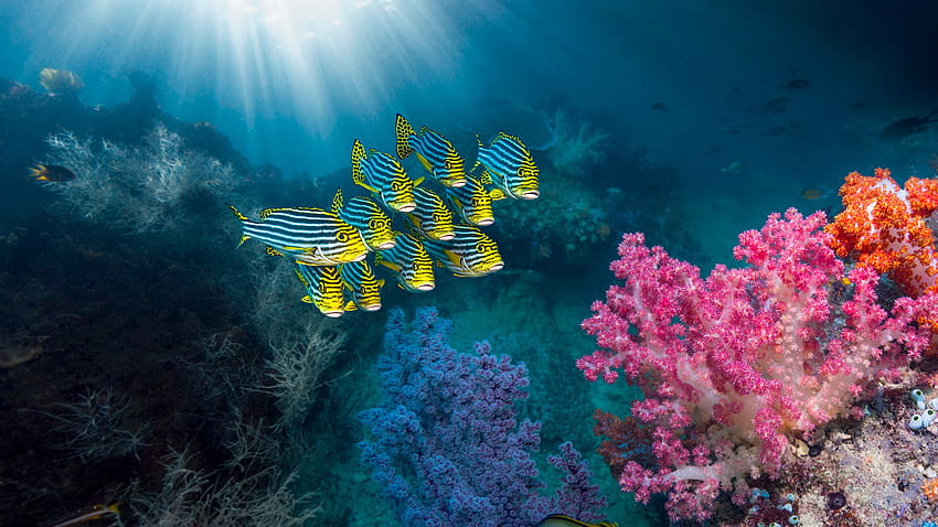 : Natur, Korallenriff, Fisch, Unterwasser, Ambon, Indonesien, Orientalische Süßlippen, Sonnenstrahlen 1920x1080 HD-Hintergrundbild