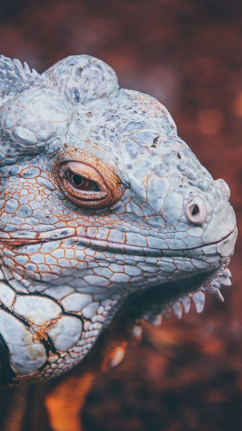 Animals backgrounds for, animal iguana HD phone wallpaper