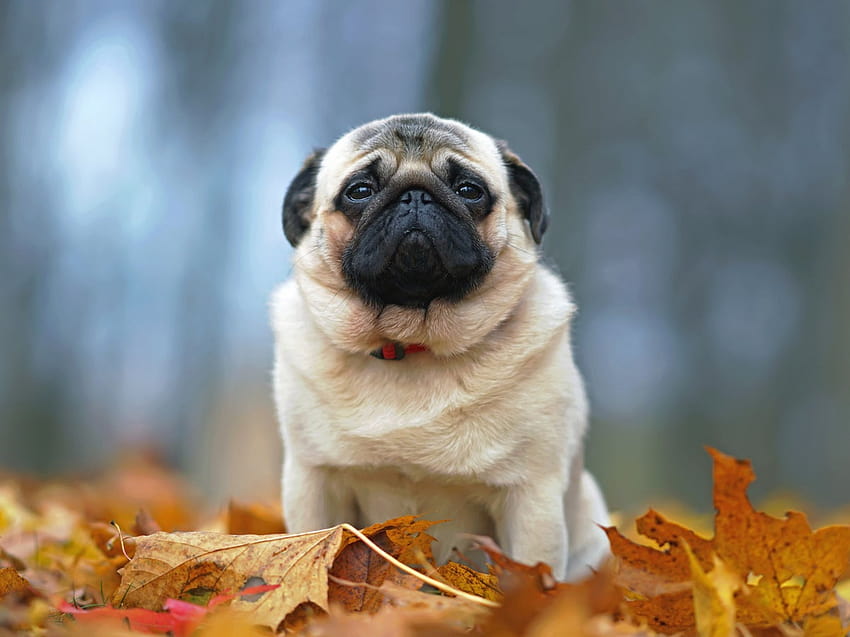 French Bulldogs and Pugs also in danger of breeding ban, vet says, cute dogs 2022 HD wallpaper